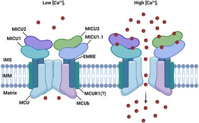 Neither too much nor too little: mitochondrial calcium concentration as a balance between physiological and pathological conditions